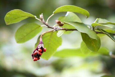 Siebolds magnolie Magnolia sieboldii strauch 40-60 C3 Magnolia sieboldii Strauch 40-60 cm