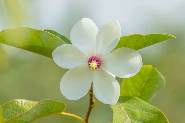 Siebolds magnolie Magnolia sieboldii strauch 80-100 C12 Magnolia sieboldii Strauch 80-100 cm