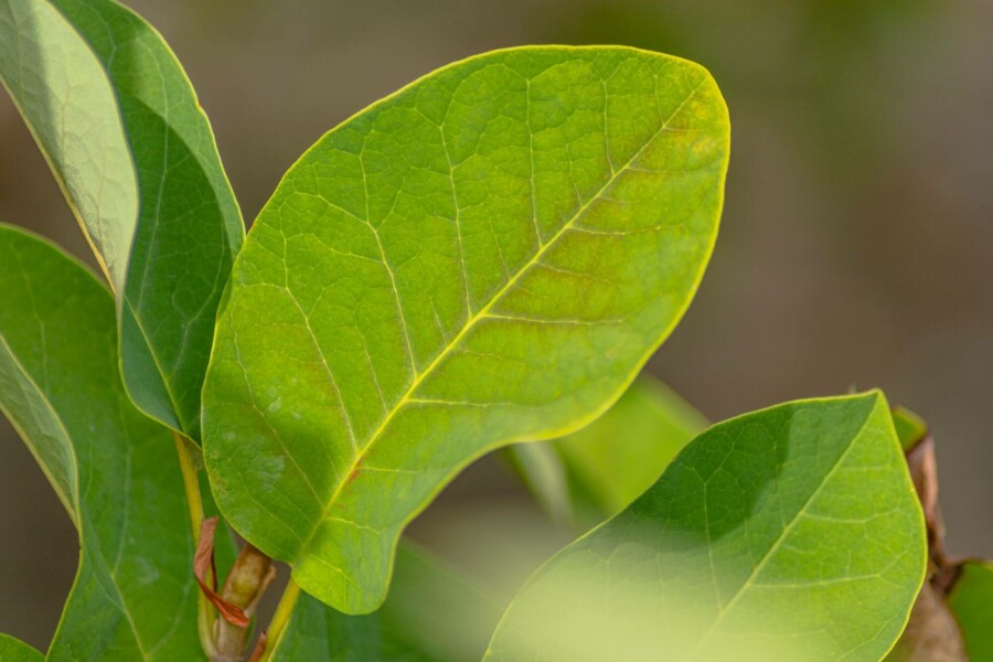 Siebolds magnolie Magnolia sieboldii strauch 80-100 C12 Magnolia sieboldii Strauch 80-100 cm