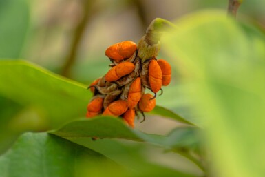 Siebolds magnolie Magnolia sieboldii strauch 80-100 C12 Magnolia sieboldii Strauch 80-100 cm