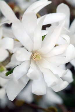 Magnolia stellata Strauch 60-80 cm