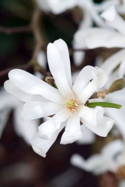Magnolia stellata Strauch 60-80 cm