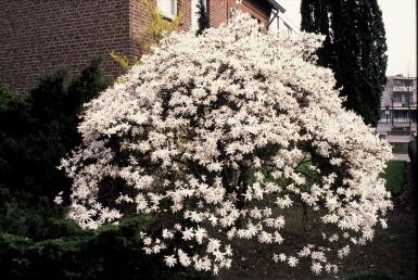 Magnolia stellata Strauch 60-80 cm