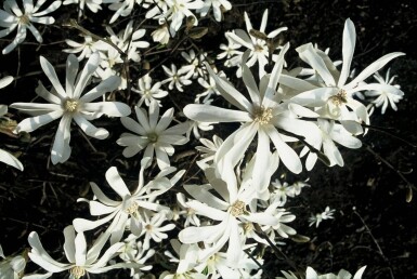 Magnolia stellata Strauch 60-80 cm