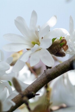 Magnolia stellata Strauch 60-80 cm