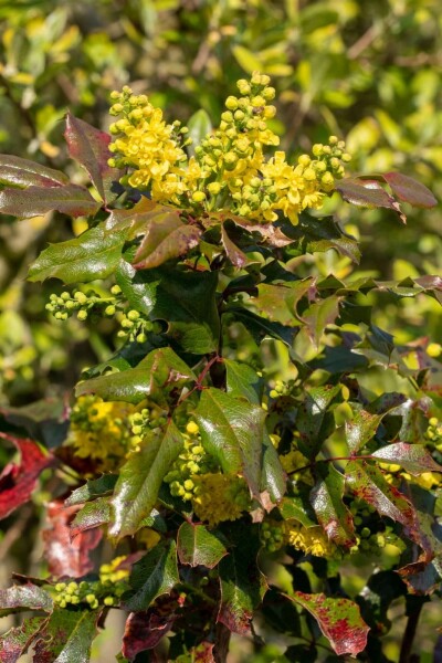 Mahonie Mahonia aquifolium strauch 15-20 C2 Mahonia aquifolium Strauch 15-20 cm