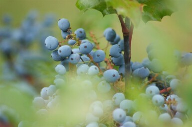 Mahonie Mahonia aquifolium strauch 30-35 C2 Mahonia aquifolium Strauch 30-35 cm