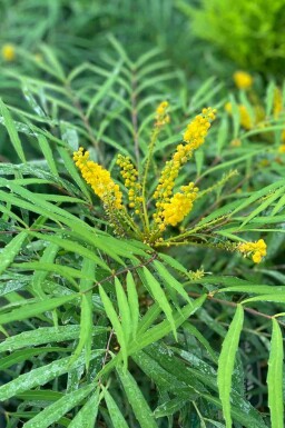 Mahonie Mahonia eurybracteata 'Soft Caress' strauch 25-30 C3 Mahonia eurybracteata 'Soft Caress' Strauch 25-30 cm