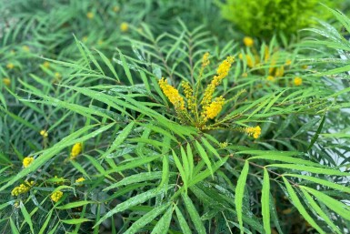 Mahonie Mahonia eurybracteata 'Soft Caress' strauch 25-30 C3 Mahonia eurybracteata 'Soft Caress' Strauch 25-30 cm