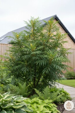 Mahonia eurybracteata 'Soft Caress' Strauch 25-30 cm
