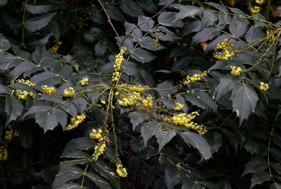 Mahonie Mahonia japonica 'Hivernant' strauch 40-45 C5 Mahonia japonica 'Hivernant' Strauch 40-45 cm