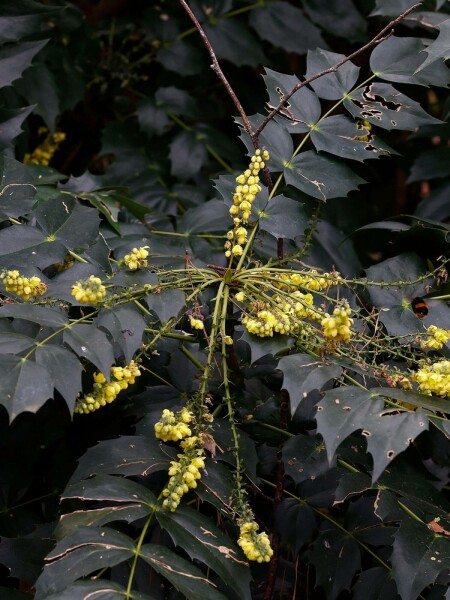Mahonie Mahonia japonica 'Hivernant' strauch 60-80 C12 Mahonia japonica 'Hivernant' Strauch 60-80 cm