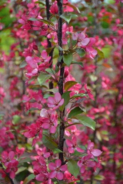 Zierapfel Malus toringo 'Scarlett' strauch 60-80 C4 Malus toringo 'Scarlett' Strauch 60-80 cm