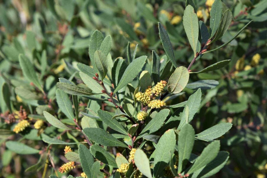 Gagelstrauch Myrica gale strauch 25-30 C3 Myrica gale Strauch 25-30 cm