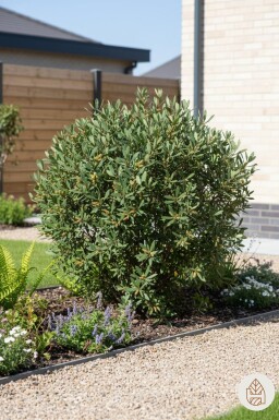 Myrica gale Strauch 25-30 cm