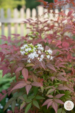 Nandina domestica Strauch 40-50 cm