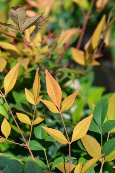 Himmelsbambus Nandina domestica 'Gulfstream' strauch 25-30 C2 Nandina domestica 'Gulfstream' Strauch 25-30 cm