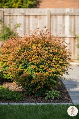 Nandina domestica 'Gulfstream' Strauch 25-30 cm