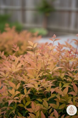 Nandina domestica 'Gulfstream' Strauch 35-40 cm