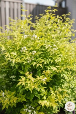 Nandina domestica 'Lemon and Lime' Strauch 25-35 cm
