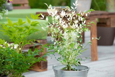 Himmelsbambus Nandina domestica 'Twilight' strauch 50-60 C20 Nandina domestica 'Twilight' Strauch 50-60 cm