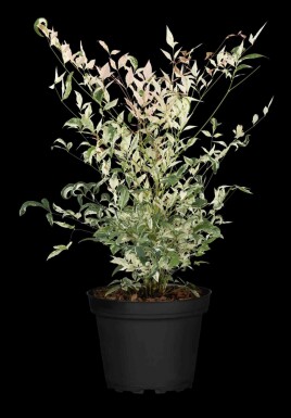 Himmelsbambus Nandina domestica 'Twilight' strauch 50-60 C20 Nandina domestica 'Twilight' Strauch 50-60 cm