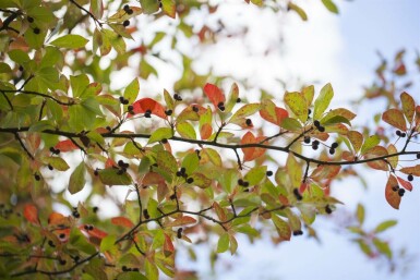 Tupelobaum Nyssa sylvatica strauch 100-125 C20 Nyssa sylvatica Strauch 100-125 cm