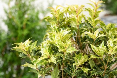 Stachelblättrige Duftblüte 'Goshiki' Osmanthus heterophyllus 'Goshiki' strauch Osmanthus heterophyllus 'Goshiki' Strauch