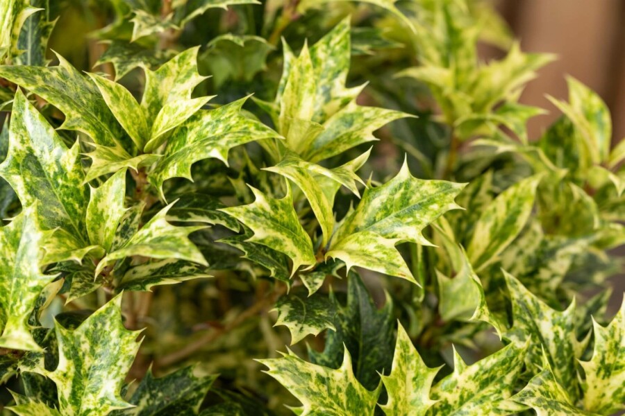 Stachelblättrige Duftblüte 'Goshiki' Osmanthus heterophyllus 'Goshiki' strauch 25-30 C2,5 Osmanthus heterophyllus 'Goshiki' Strauch 25-30 cm