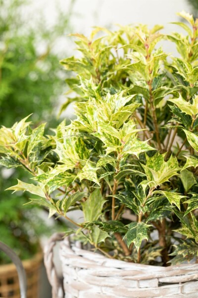 Stachelblättrige Duftblüte 'Goshiki' Osmanthus heterophyllus 'Goshiki' strauch 40-50 C4 Osmanthus heterophyllus 'Goshiki' Strauch 40-50 cm