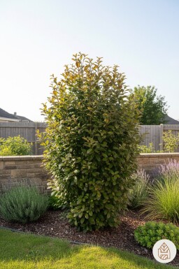 Parrotia persica 'Persian Spire' Strauch 40-60 cm