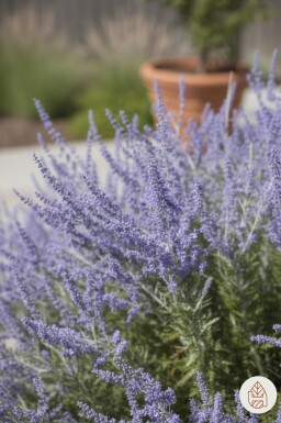 Perovskia atriplicifolia 'Little Spire' Strauch 30-40 cm