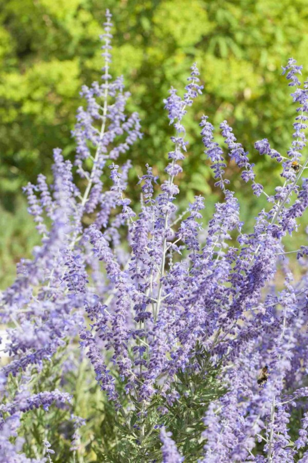 Blauraute Perovskia atriplicifolia 'Little Spire' strauch 20-30 C2 Perovskia atriplicifolia 'Little Spire' Strauch 20-30 cm