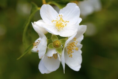 Bauernjasmin Philadelphus coronarius strauch 60-80 C7,5 Philadelphus coronarius Strauch 60-80 cm
