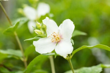 Bauernjasmin Philadelphus coronarius strauch 60-80 C7,5 Philadelphus coronarius Strauch 60-80 cm
