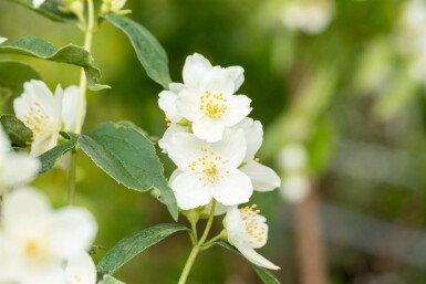 Bauernjasmin Philadelphus coronarius strauch 60-80 C7,5 Philadelphus coronarius Strauch 60-80 cm