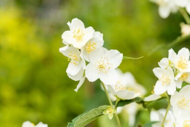 Bauernjasmin Philadelphus coronarius strauch 60-80 C7,5 Philadelphus coronarius Strauch 60-80 cm
