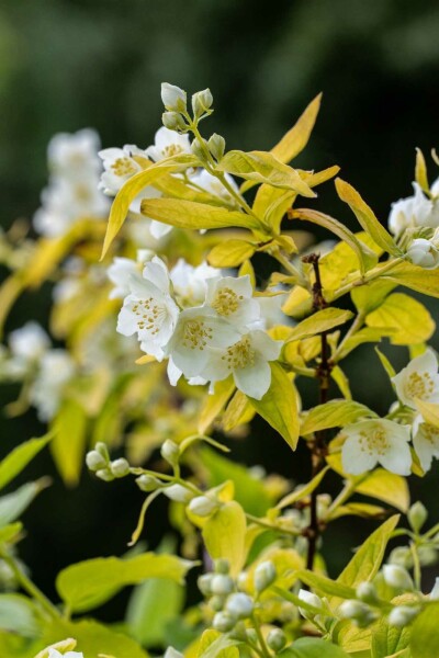 Bauernjasmin Philadelphus coronarius 'Aureus' strauch 50-60 C7,5 Philadelphus coronarius 'Aureus' Strauch 50-60 cm