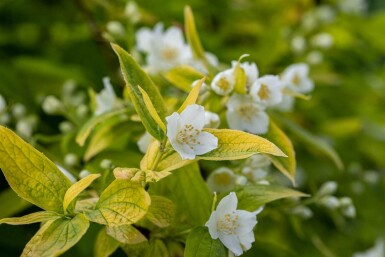 Bauernjasmin Philadelphus coronarius 'Aureus' strauch 50-60 C7,5 Philadelphus coronarius 'Aureus' Strauch 50-60 cm