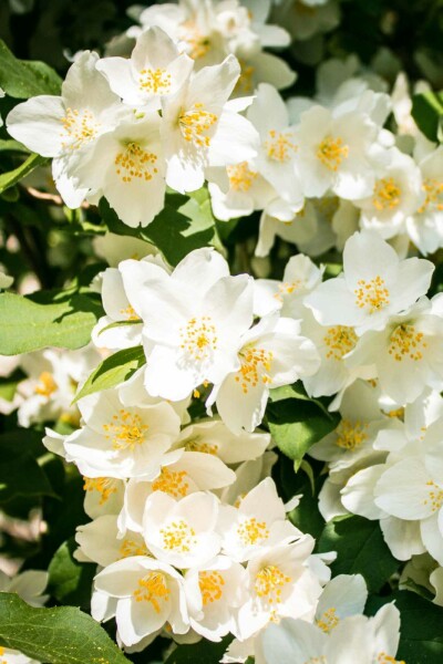 Bauernjasmin Philadelphus 'Lemoinei' strauch 40-50 C3 Philadelphus 'Lemoinei' Strauch 40-50 cm