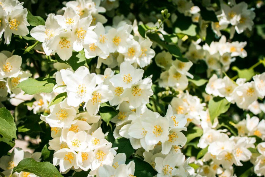 Bauernjasmin Philadelphus 'Lemoinei' strauch 40-50 C3 Philadelphus 'Lemoinei' Strauch 40-50 cm