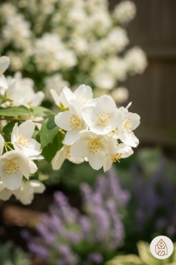Philadelphus 'Lemoinei' Strauch 40-50 cm