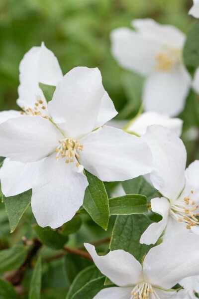 Bauernjasmin Philadelphus 'Manteau d'Hermine' strauch 40-50 C3 Philadelphus 'Manteau d'Hermine' Strauch 40-50 cm