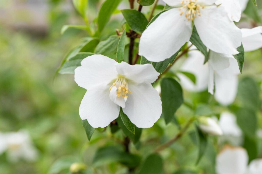 Bauernjasmin Philadelphus 'Manteau d'Hermine' strauch 40-50 C3 Philadelphus 'Manteau d'Hermine' Strauch 40-50 cm
