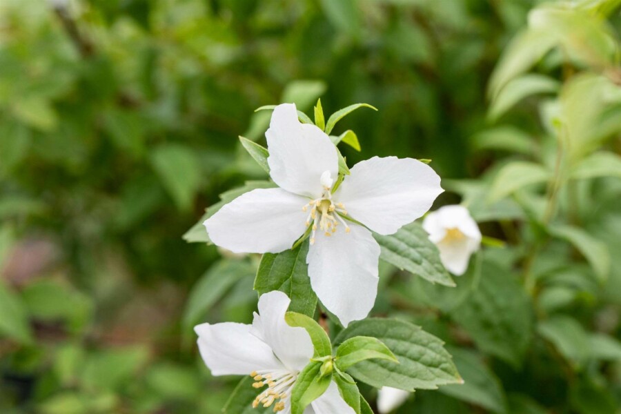 Bauernjasmin Philadelphus 'Manteau d'Hermine' strauch 40-50 C3 Philadelphus 'Manteau d'Hermine' Strauch 40-50 cm