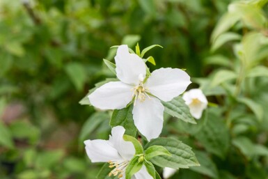 Bauernjasmin Philadelphus 'Manteau d'Hermine' strauch 40-50 C3 Philadelphus 'Manteau d'Hermine' Strauch 40-50 cm