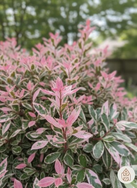 Photinia fraseri 'Pink Marble' Strauch 30-40 cm