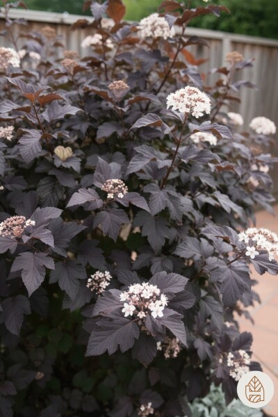 Physocarpus opulifolius 'Diabolo' Strauch 50-60 cm