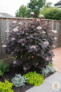 Physocarpus opulifolius 'Diabolo' Strauch 50-60 cm