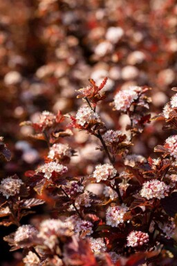 Blasenspiere Physocarpus opulifolius 'Little Angel' strauch 40-50 C3 Physocarpus opulifolius 'Little Angel' Strauch 40-50 cm